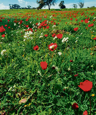 פריחת הכלניות בשטח המסיבה ברעים בשבוע שעבר yk13785341