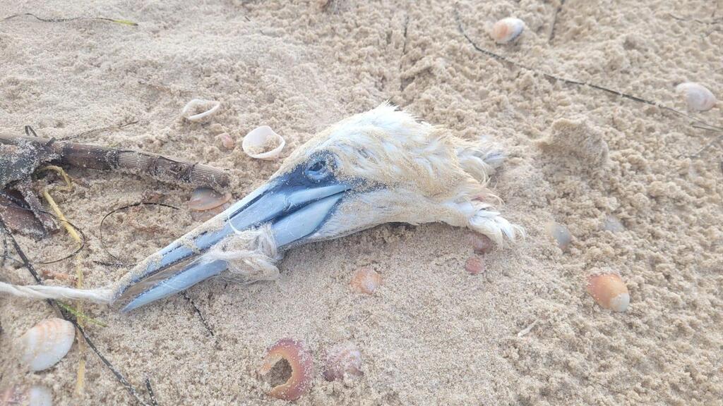 הסולה שהסתבכה במקור (צילום: דפנה קלומק, רשות הטבע והגנים) הסולה שהסתבכה במקור