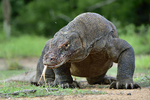 Scientists reveal surprising link between Komodo dragon and dinosaurs