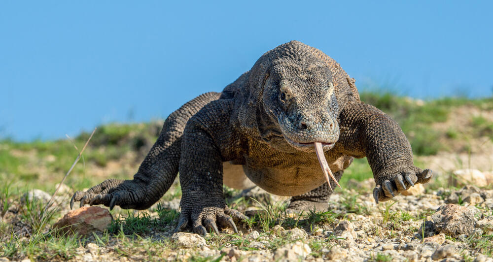 דרקון קומודו (צילום: Shutterstock) דרקון קומודו