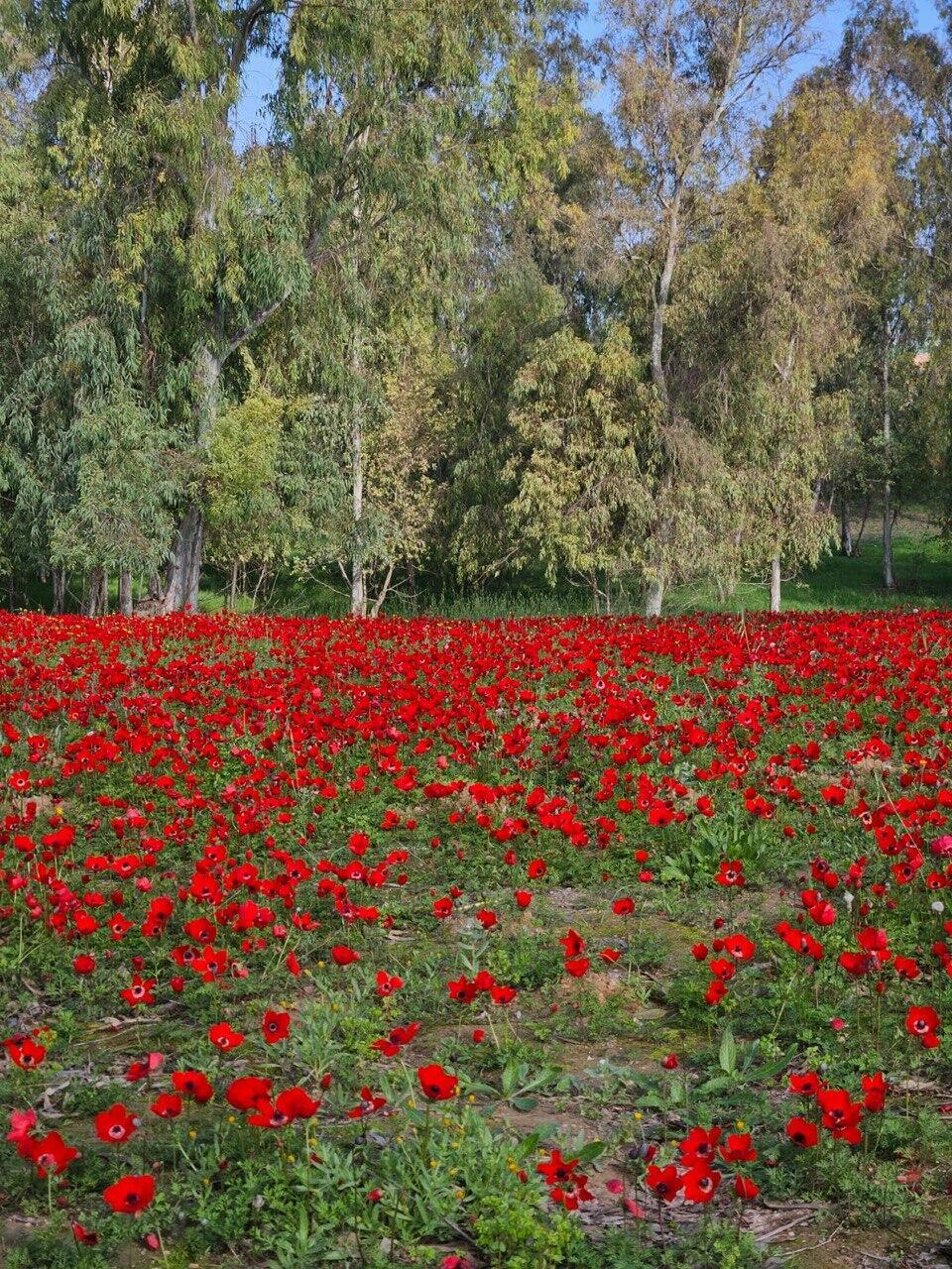 Anemone field in Be'eri חיים ילין בבארי
