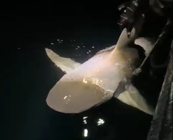 Footage of tagging Luisa (Photo: Hagai Midrashi, University of Haifa) רגע התיוג של לואיסה