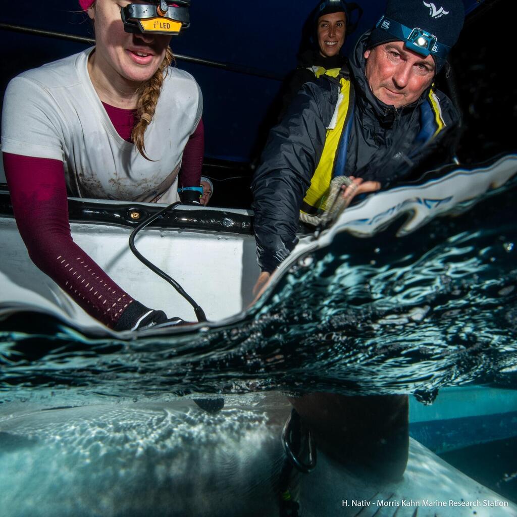 Dr. Scheinin during tagging Luisa (Photo: Hagai Nativ, Leon H. Charney School of Marine Sciences at the University of Haifa) ד"ר אביעד שיינין במהלך פעילות תיוג