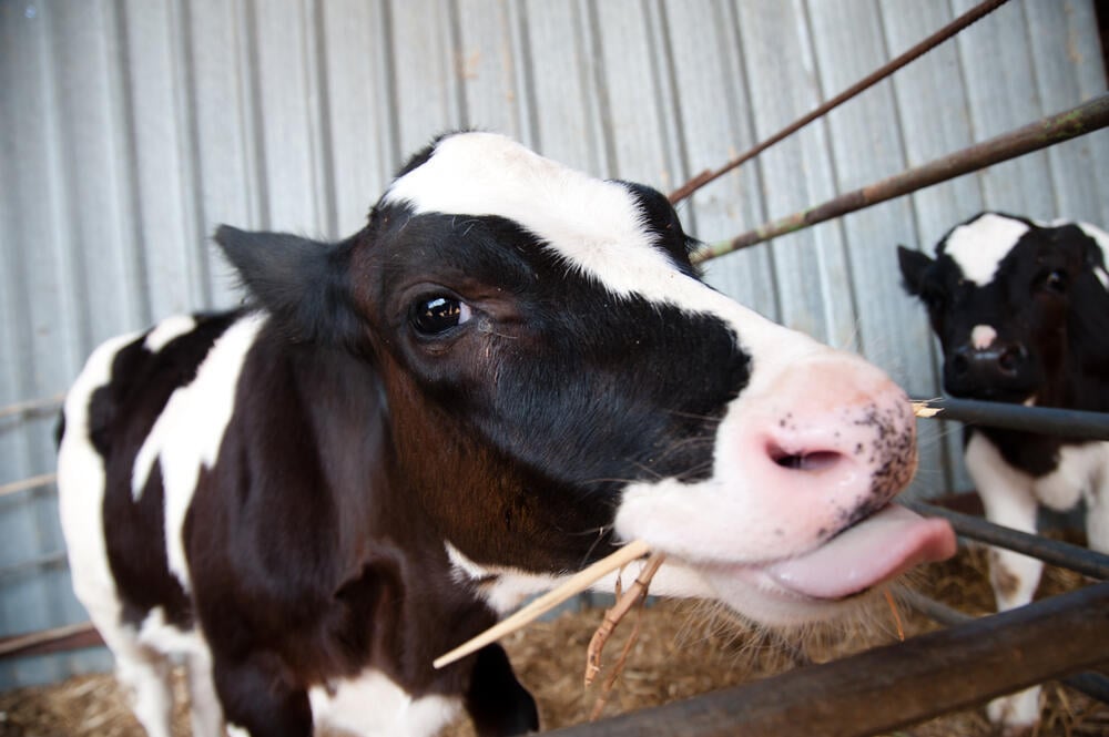 EU Human Rights Court upholds ban on religious slaughter of animals (Photo: Shutterstock) פרה