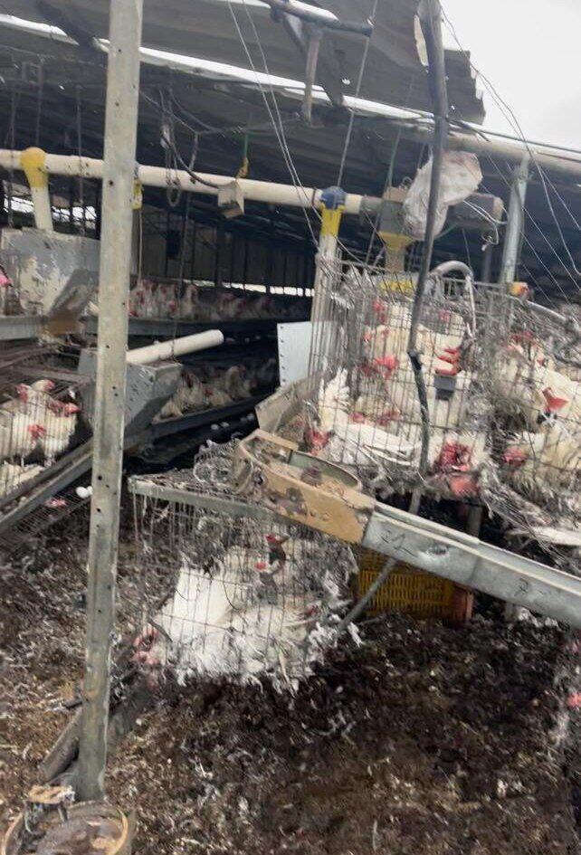 תיעוד מההרס בלול במושב מרגליות כתוצאה מירי של חיזבאללה. "מה שיקרה לתרנגולות - יקרה גם לי. אני לא מפחדת" תיעוד מההרס בלול במושב מרגליות