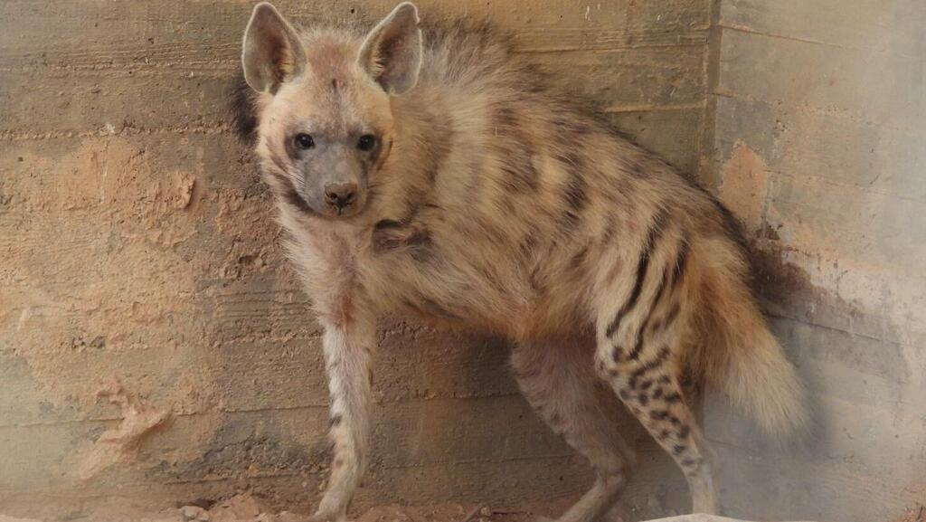 Ed the hyena loses leg to trap, triumphantly returns to the wild