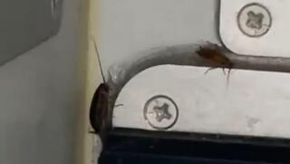 Cockroaches spotted aboard the IndiGo aircraft  