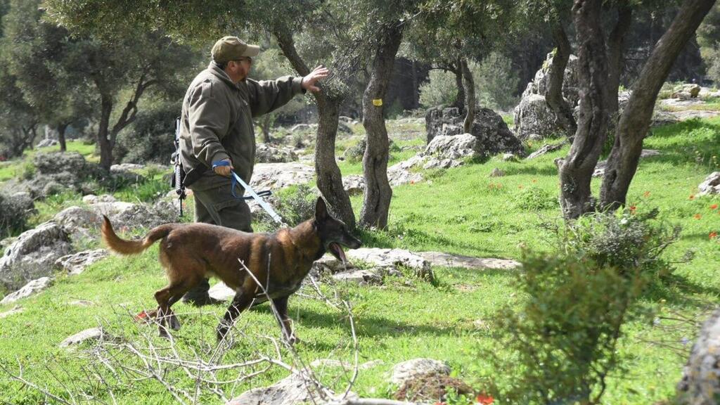 צילום: אביהו שפירא חיפוש של יחידת הכלבנים במשטרה אחר היימנוט קסאו, בת ה-9 שנעדרת בצפת