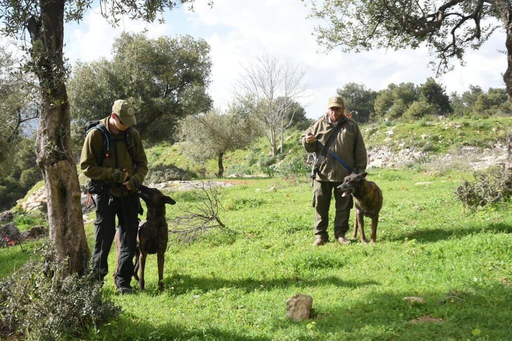 "לא שואלים מדוע נעלמה, אלא מה האפשרויות למקום שבו היא נמצאת". מתנדבי יחידת הכלבנים מחפשים אחר היימנוט קסאו (צילום: אביהו שפירא ) חיפוש של יחידת הכלבנים במשטרה אחר היימנוט קסאו, בת ה-9 שנעדרת בצפת