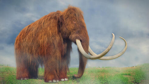 People hunted mammoths with pikes in the Ice Age, researchers suggest