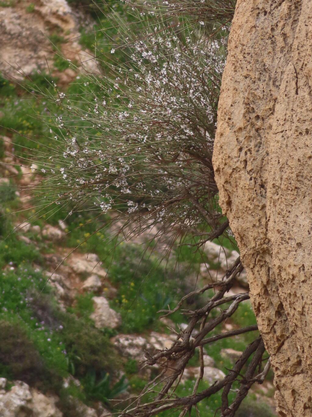 האזור שבו נמצא השקד הערבי (צילום: עמית מנדלסון) האזור שבו נמצא השקד הערבי