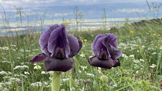 פריחת אירוס הגלבוע בהר ברקן