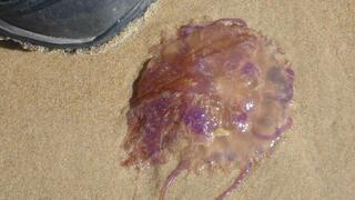 פלגית זוהרת (Pelagia noctiluca) על חופי חיפה