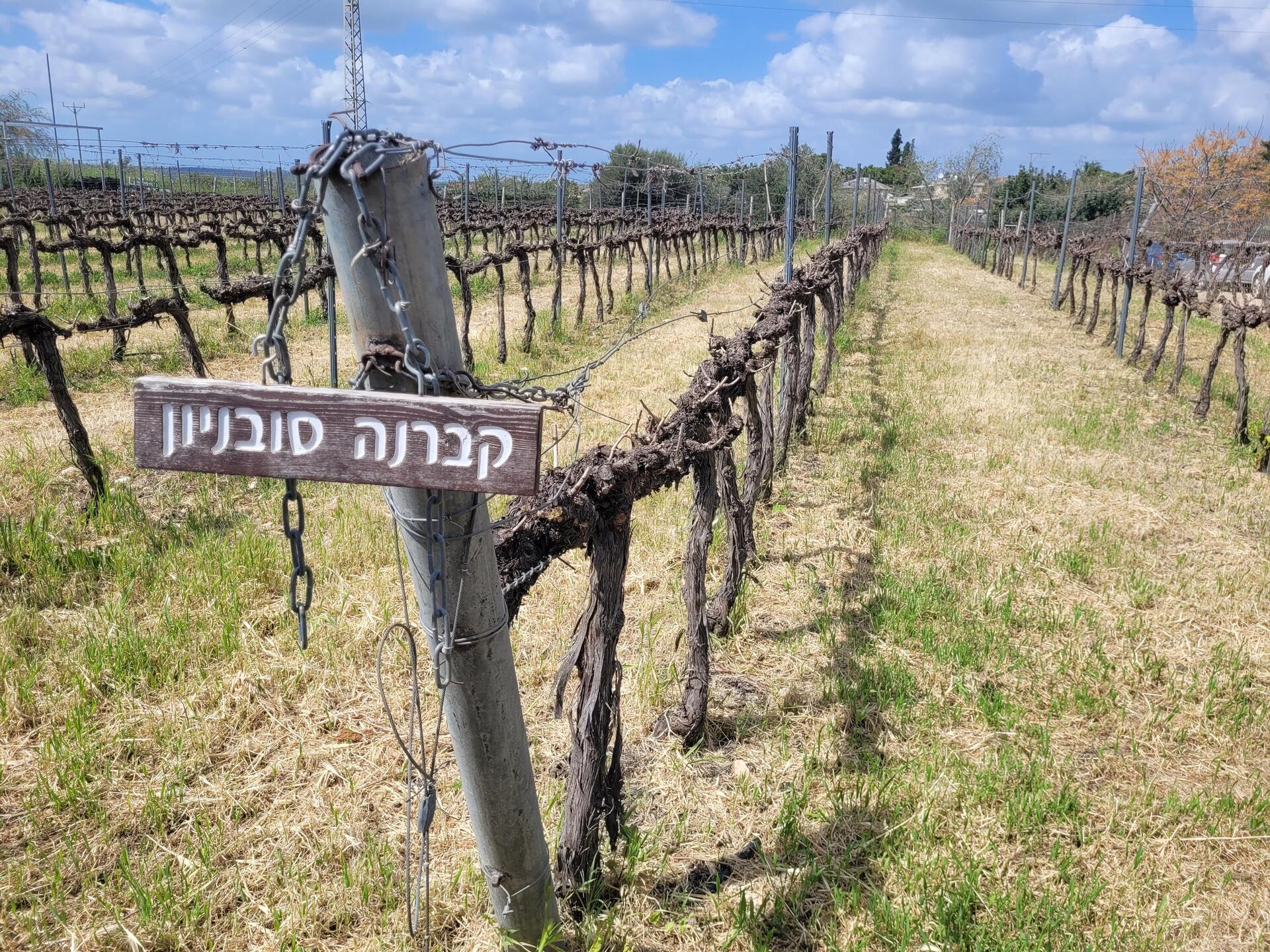 הכרם של לאה והיינץ מטלר (צילום: צביקה בורג) הכרם של לאה והיינץ מטלר