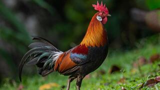 תרנגול בנקיבה, שמוכר גם בשם תרנגול בר אדום