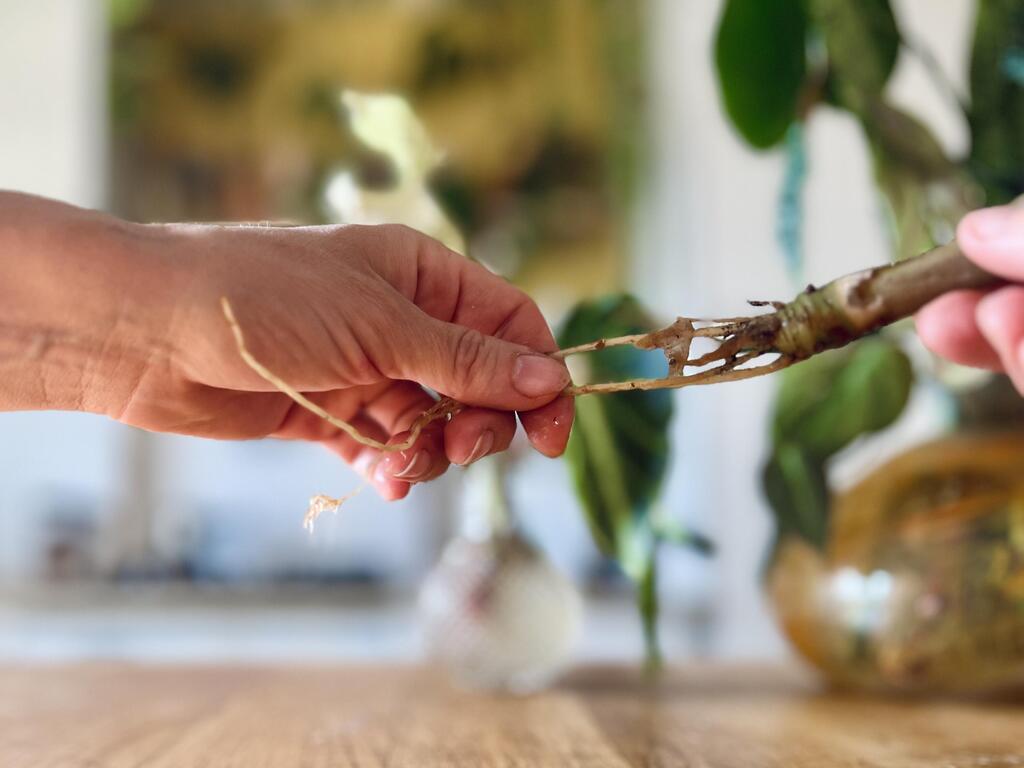 ניקוי והסרת שורשים רקובים (צילום: רינת טל, סוקולינה) סידור עלים DIY לחג פסח 2024