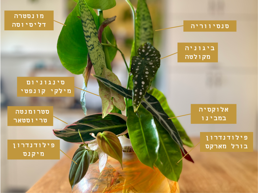 מקרא לסידור העלים המגוון (צילום: רינת טל, סוקולינה) סידור עלים DIY לחג פסח 2024
