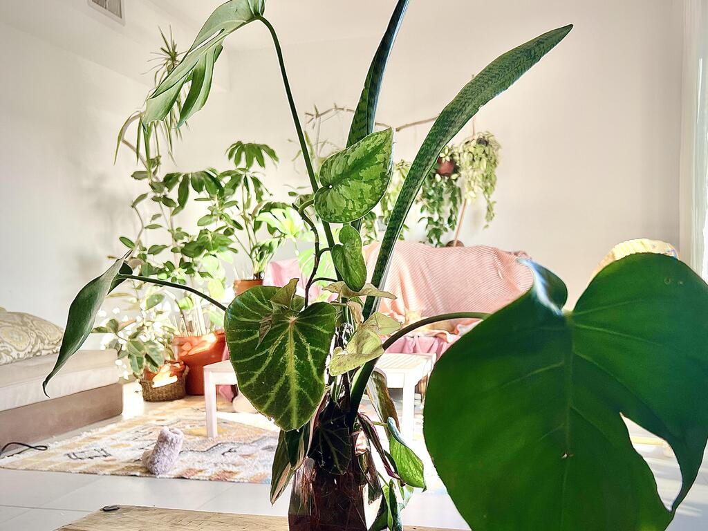 סידור עלים DIY לחג פסח 2024 שיחזיק הרבה אחרי החג (צילום: רינת טל, סוקולינה) סידור עלים DIY לחג פסח 2024