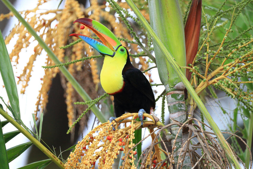 טוקן ססגוני-מקור (Ramphastos sulfuratus), בין הציפורים הבודדות שיכולות לפזר צמחים בעלי זרעים גדולים ולמלא תפקיד מפתח בשיקום יערות במרכז ובדרום אמריקה (צילום: ETH Zurich / Christian Ziegler) טוקן ססגוני-מקור (Ramphastos sulfuratus), בין הציפורים הבודדות שיכולות לפזר צמחים בעלי זרעים גדולים ולמלא תפקיד מפתח בשיקום יערות במרכז ובדרום אמריקה