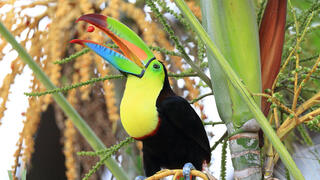 טוקן ססגוני-מקור (Ramphastos sulfuratus), בין הציפורים הבודדות שיכולות לפזר צמחים בעלי זרעים גדולים ולמלא תפקיד מפתח בשיקום יערות במרכז ובדרום אמריקה