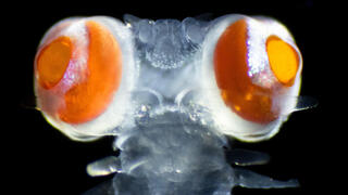 עיניה של תולעת רב-זיפית מסוג ונדיס (Vanadis)