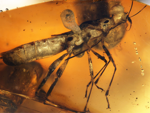 Crystalized in amber: Israeli researchers uncover a type of bug 