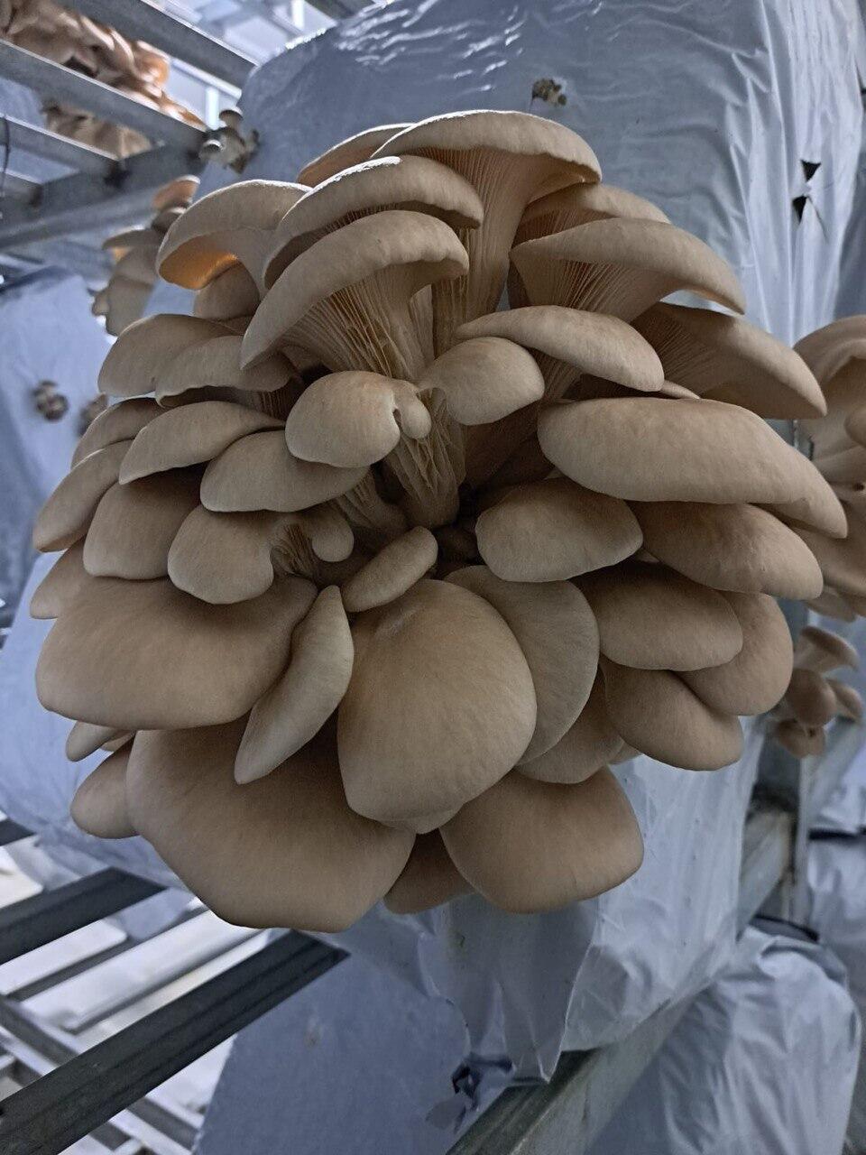 Mushrooms grown at the farm (Photo: Shaked Ben Shitrit Barnea ) פטריות