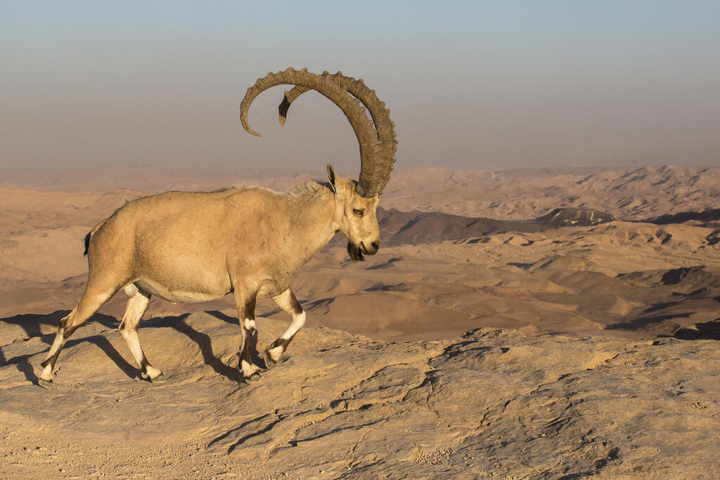 יעל נובי (צילום: משה כהן) יעל נובי