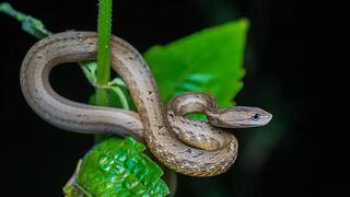 צפע מדומה ממין Psammodynastes pulverulentus, שתועד בתאילנד