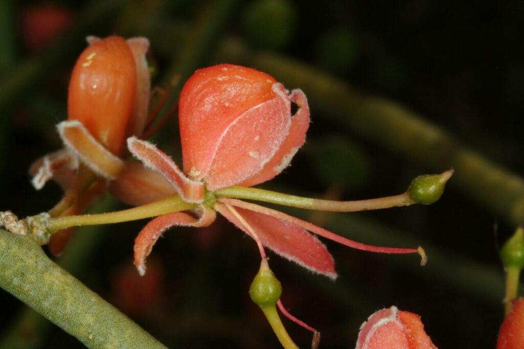 צלף רותמי, שיח מדברי יפה פריחה שכמעט ונכחד, אך התגלה מחדש בנחל קצב שבנגב הדרומי (שיח חסכן מים שיכול להשתלב בגינות מדבריות) (צילום: ד"ר אורי פרגמן-ספיר, הגן הבוטני האוניברסיטאי בירושלים) צלף רותמי, שיח מדברי יפה פריחה שכמעט ונכחד, אך התגלה מחדש בנחל קצב שבנגב הדרומי (שיח חסכן מים שיכול להשתלב בגינות מדבריות)