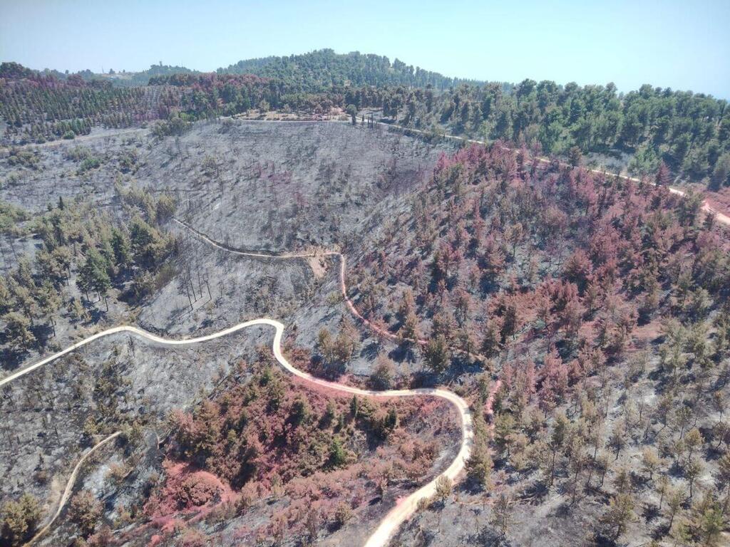 היער אחרי כיבוי השריפה (צילום: עובדי ויערני קק״ל ) יער ביריה לאחר השריפות בצפון