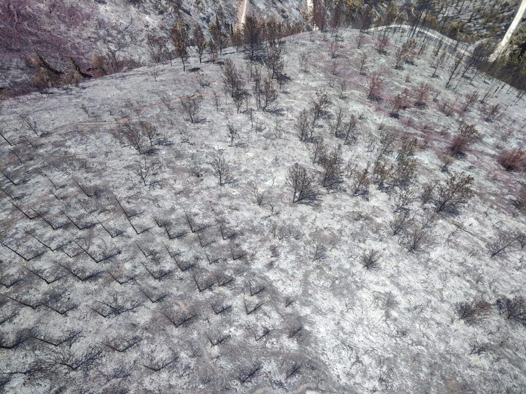 שטח ענק עלה באש (צילום: עובדי ויערני קק״ל ) יער ביריה לאחר השריפות בצפון