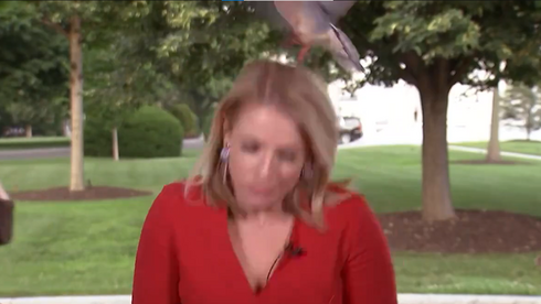 Dove lands on White House reporter's head, goes viral worldwide - Vimarsana News