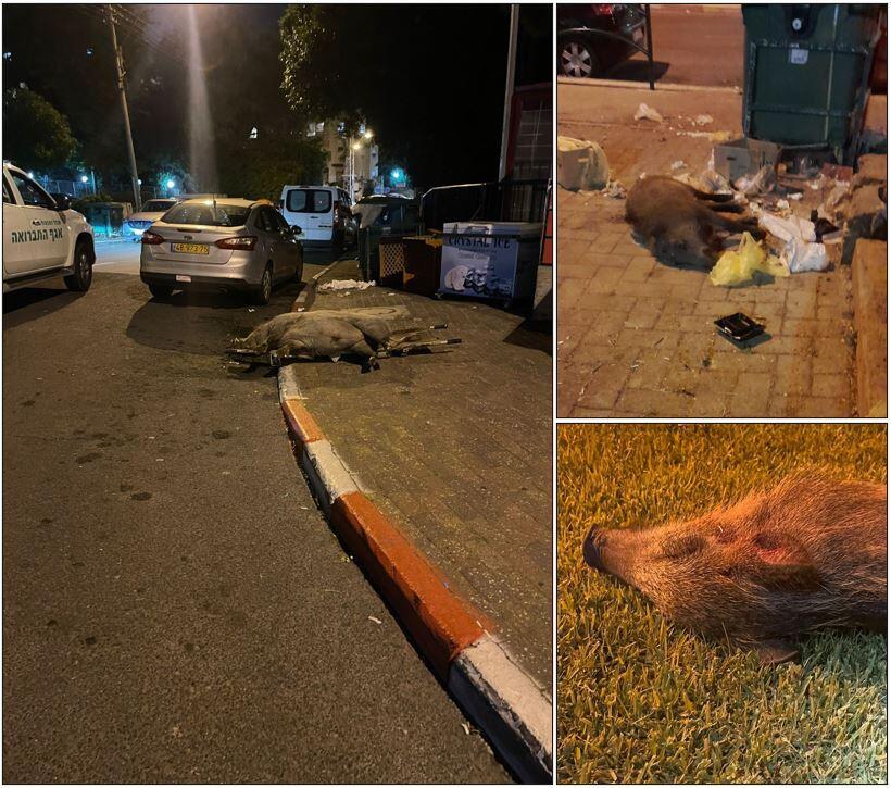 חזירים ירויים על המדרכות, בהמתנה לרכב איסוף של אגף התברואה, משמאל (צולם בידי תושבי שכונות הכרמל בחיפה) קולאז חזירי בר ירויים ברחובות חיפה