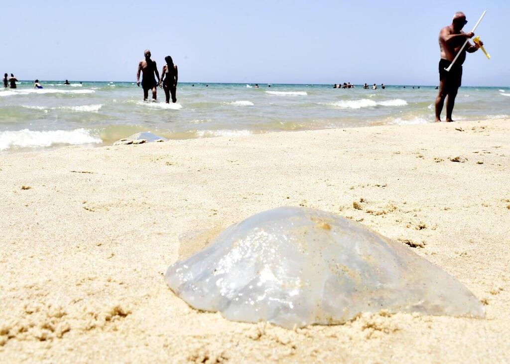 גורמת לצריבות. חוטית נודדת בחוף הסלע בבת ים בשבוע שעבר (צילום: קובי קואנקס) גורמת לצריבות. חוטית נודדת בחוף הסלע בבת ים