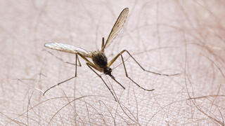 Health Ministry confirms 2 women died of West Nile fever
