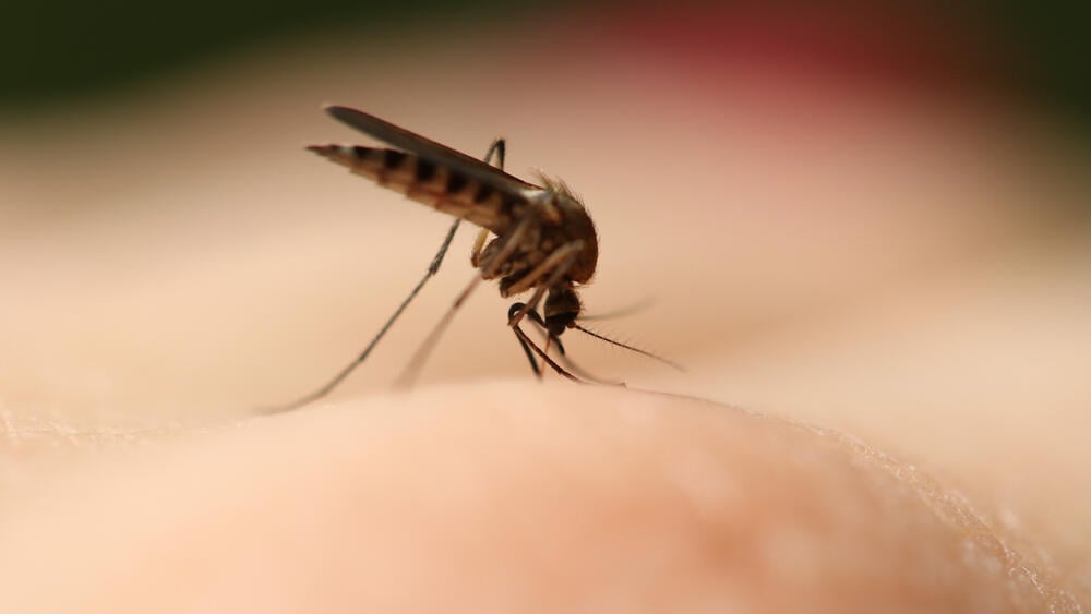 62 Israelis have died since the outbreak of the West Nile fever (Photo: Shutterstock) עקיצת יתושת הבית יתוש הבית יתושה קולקס Culex pipiens
