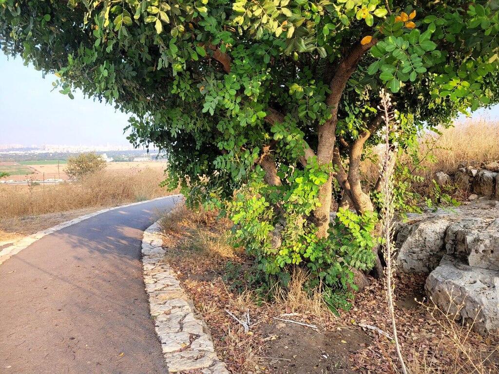 החצבים הועתקו מאזורים אחרים (צילום: דניאל דה צ׳זרה, רשות הטבע והגנים) החצבים הועתקו מאזורים אחרים