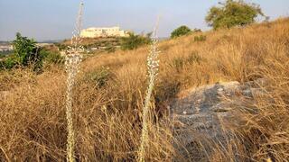 הקדימו את זמנם. חצבים ליד ראש העין