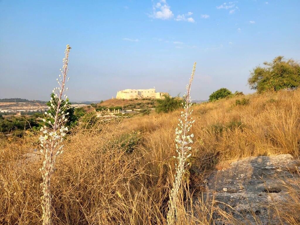 חצבים ליד מגדל צדק (צילום: דניאל דה צ׳זרה, רשות הטבע והגנים) חצבים ליד מגדל צדק