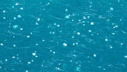 Watch swarm of jellyfish head to Israel's shores