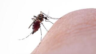 Israel's West Nile fever cases spike 75% in two days