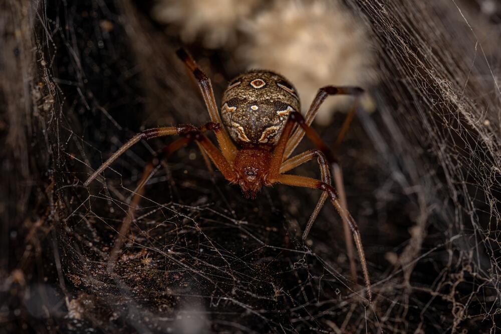 אלמנה חומה (צילום: Vinicius R. Souza, Shutterstock) אלמנה חומה
