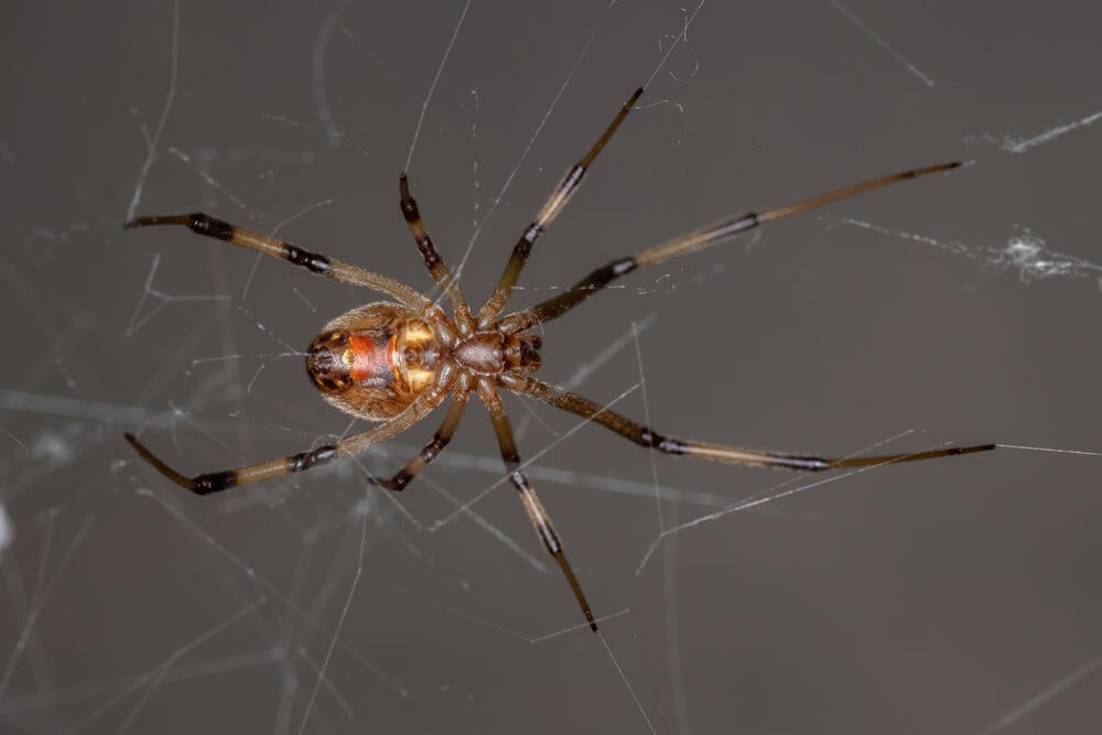 Brown widow (Photo: Vinicius R. Souza, Shutterstock) אלמנה חומה