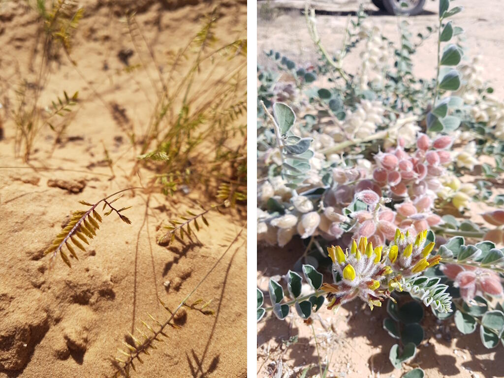 קדד קהירי (מימין) ושעלבית מסרקנית (משמאל)
