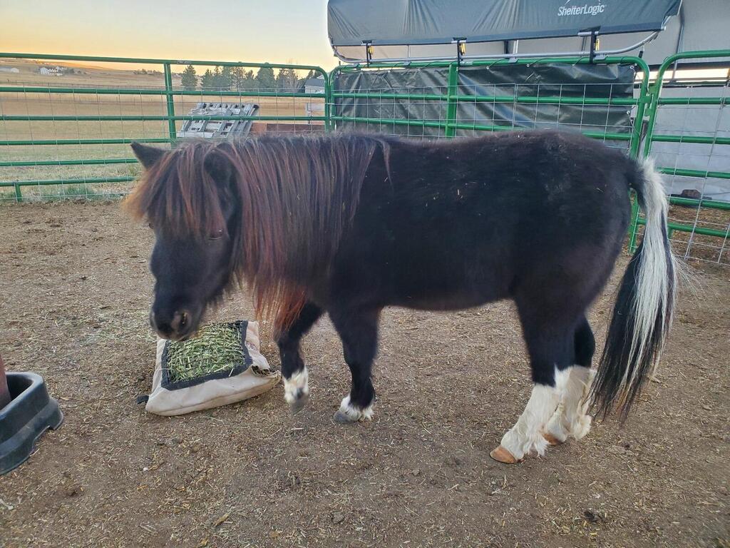Turk the pony (Photo: Courtesy of Robert and Jennifer Shurtleff) הסוס של בני הזוג שורטלף, שעלה ארצה