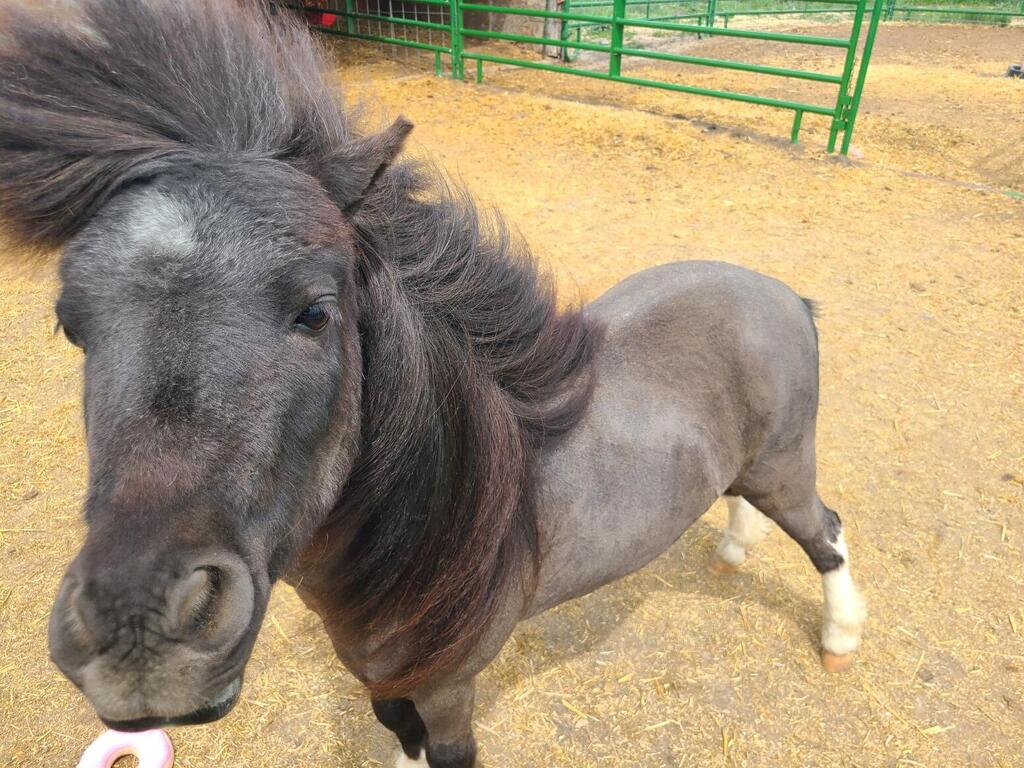 Turk the pony (Photo: Courtesy of Robert and Jennifer Shurtleff) הסוס שעלה לארץ, ששמו טורק
