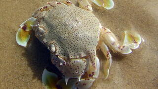 Invasive crab species poses threat to Israel's coastal biodiversity
