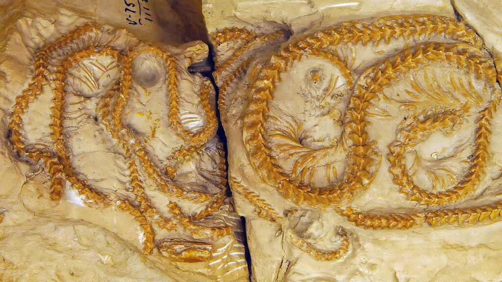 מאובני הנחשים ממין Hibernophis breithaupti, שהתגלו במקובץ במערב וויומינג ותוארכו כבני 38 מיליון שנה (צילום: Michael Lee, Flinders University/South Australian Museum) מאובני הנחשים ממין Hibernophis breithaupti, שהתגלו במקובץ במערב וויומינג ותוארכו כבני 38 מיליון שנה