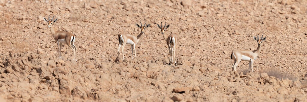 צבאי הנגב (Gazella dorcas) בשמורת הטבע אשוש שבנגב